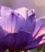 带露珠的紫色花朵特写(1)13362#横屏 