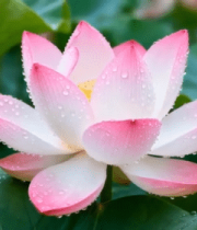 带水珠的粉色荷花特写(2)7219#横屏 