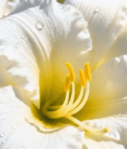 带水珠的白色花朵特写(2)12875#横屏 