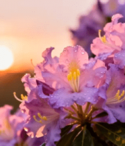 带露珠的紫色花朵日出景象5641#横屏 