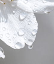 	 带水滴的白色花朵特写2357#横屏 