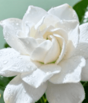 带水珠的白色栀子花特写2959#横屏 