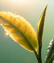 带露珠的鲜嫩茶叶特写(1)10060#横屏 