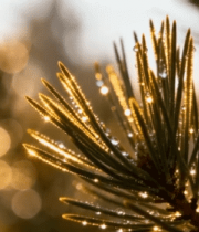 带露珠的松针特写11385#横屏 