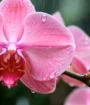 带水珠的粉色蝴蝶兰特写13078#横屏 