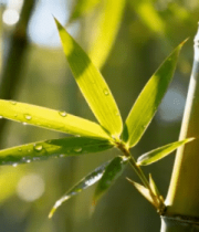 带露珠的竹叶特写1396#横屏 