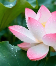 带水珠的粉色荷花特写(2)7219#横屏 