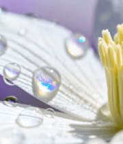 带露珠的白色花朵微距画面6393#横屏 