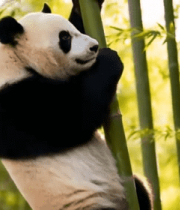 大熊猫攀爬竹子6621#横屏 