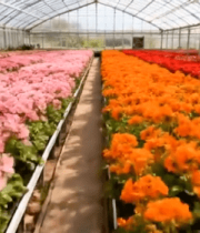 大棚内花卉种植场景2129#横屏 