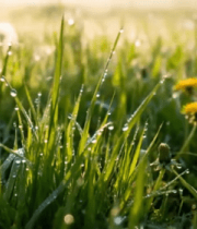 带露珠的草地与蒲公英4750#横屏 