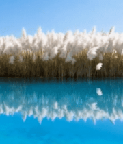 森林中散落的板栗2864#横屏 