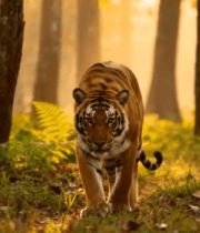 森林中行走的老虎(3)4476#横屏 