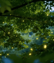森林中树叶间闪烁的萤火虫7568#横屏 