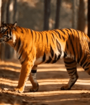 森林中行走的老虎(10)13412#横屏 