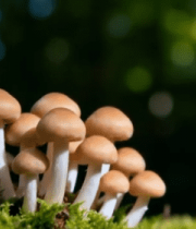 森林中生长的蘑菇特写11011#横屏 