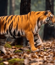 森林中行走的老虎(4)5285#横屏 