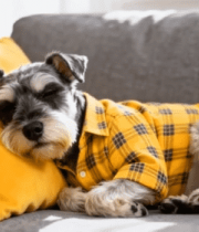 穿着格子衣小狗趴沙发上睡觉8838#横屏 