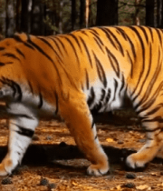 森林中行走的老虎(2)4261#横屏 