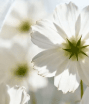 窗边白色花朵特写6959#横屏 