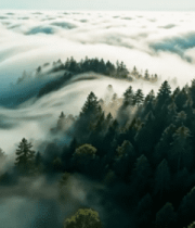 森林云海航拍全景(1)13924#横屏 