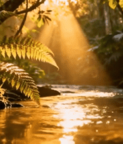 森林溪流阳光照射景象(1)7523#横屏 