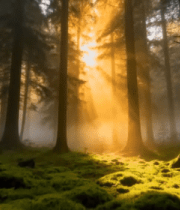 森林阳光穿透树林景象5365#横屏 