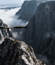 山巅雄鹰展翅自然风光4235#横屏 