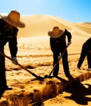 沙漠中人员手持工具劳作场景403#横屏 