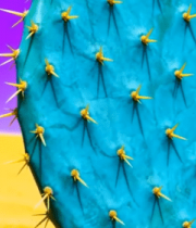 沙漠中的蓝绿色仙人掌特写9190#横屏 