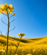 春日油菜花田自然风光13145#横屏 