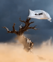 沙漠中枯树插旗帜场景14995#横屏 