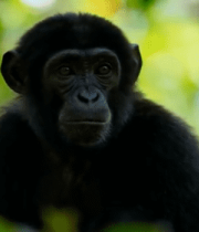 丛林中黑猴子特写14288#横屏 