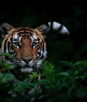 丛林中老虎特写2731#横屏 