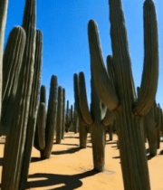 沙漠中高大的仙人掌植物10605#横屏 