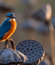 翠鸟栖息于莲蓬上景象6348#横屏 