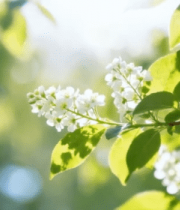 春日绽放的白色花朵特写5637#横屏 