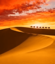 沙漠夕阳下的骆驼队8309#横屏 
