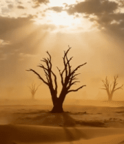 沙漠枯树阳光风景素材2317#横屏 
