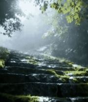 森林中长满青苔的石阶画面1564#横屏 