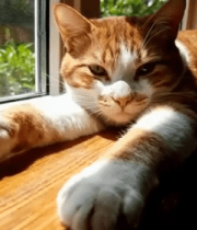 窗边慵懒的橘白猫咪6970#横屏 