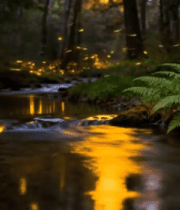 森林溪流旁飞舞的萤火虫14853#横屏 