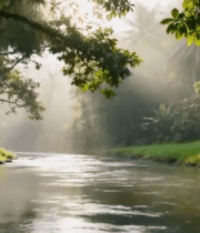 森林河流自然风光素材3638#横屏 