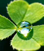 三叶草上的晶莹水滴9072#横屏 