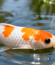 	 池塘中游动的锦鲤(1)5797#横屏 