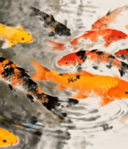 池塘中游动的锦鲤795#横屏 