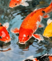 池塘中游动的多彩锦鲤(1)6430#横屏 