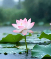 池塘荷花荷叶景致3071#横屏 