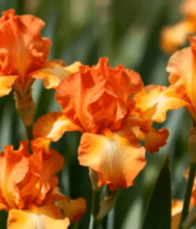 橙色鸢尾花特写12117#横屏 