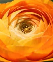 橙色花朵微距特写6797#横屏 